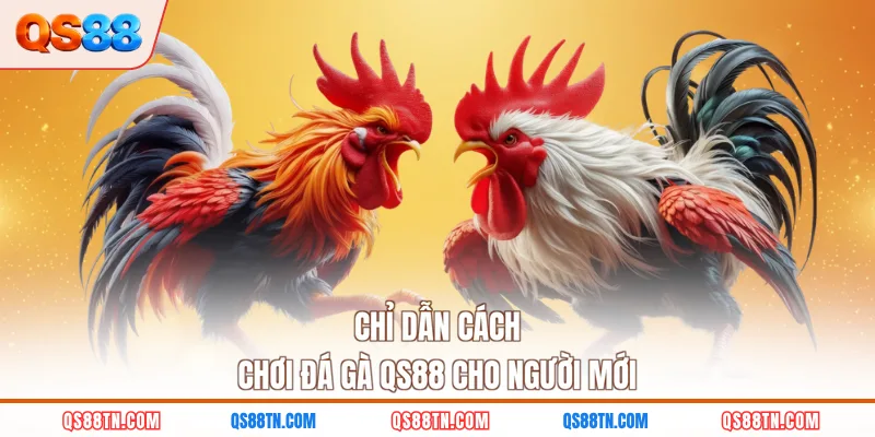 Chỉ dẫn cách chơi đá gà QS88 cho người mới